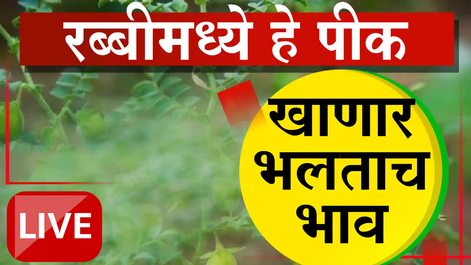 रब्बी हंगामात 'हे' पीक नियोजन ठरू शकते फायदेशीर