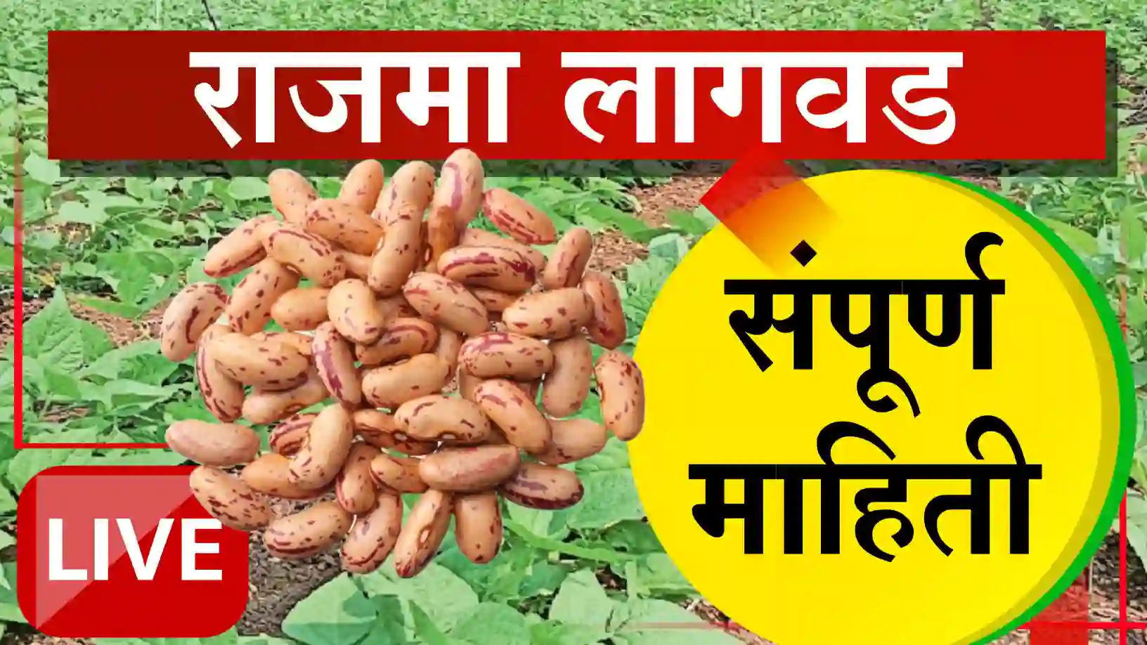 राजमा लागवड