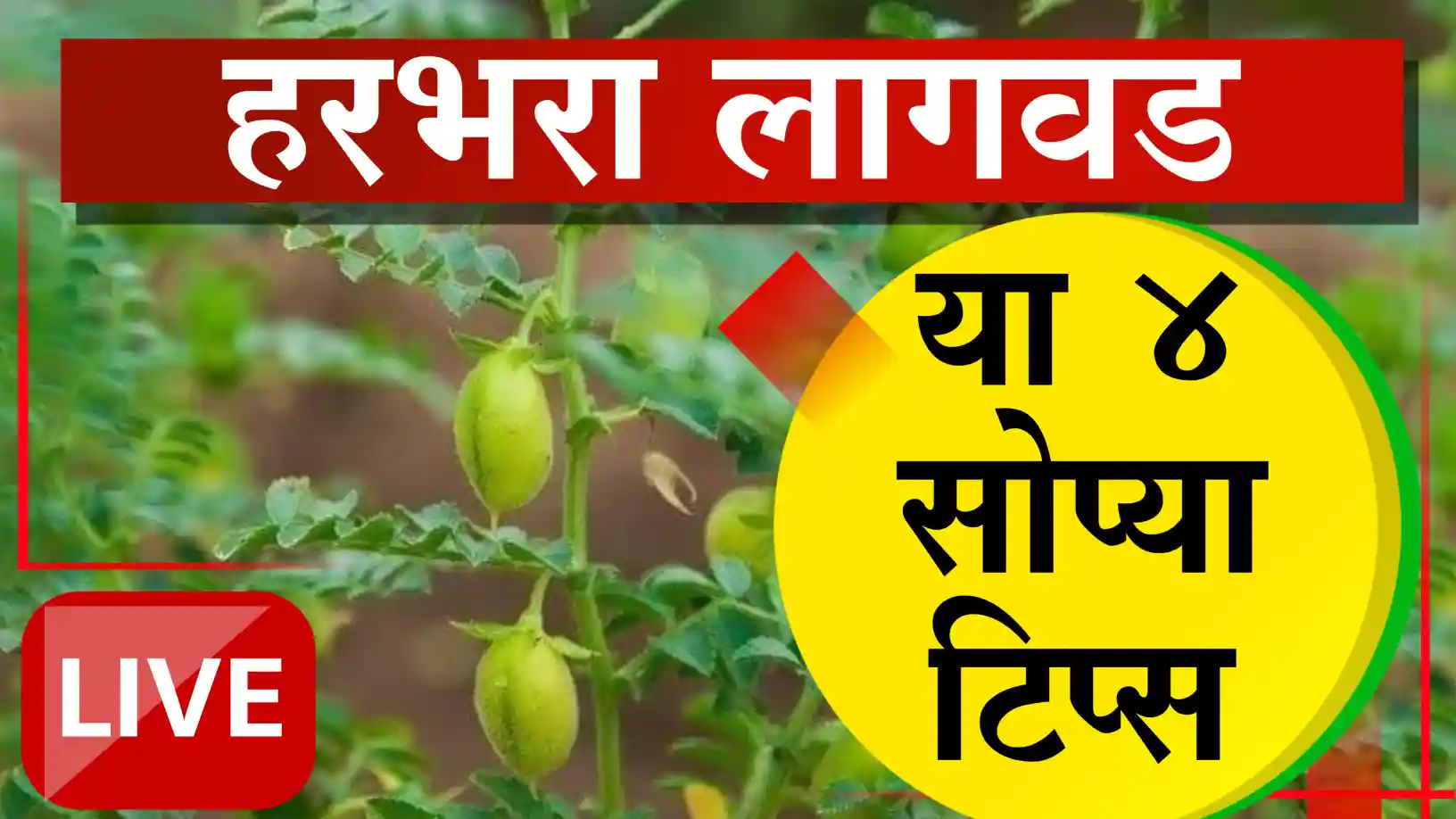हरभऱ्यातून करा गव्हापेक्षा दुप्पट कमाई!